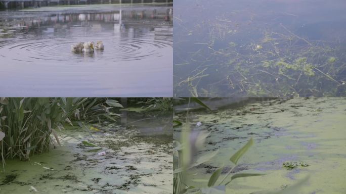 水体富营养化 水中垃圾污染 水藻污染