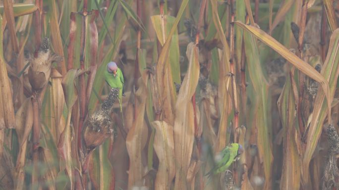 野生鹦鹉在偷食玉米地里的玉米