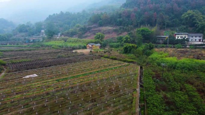 吴茱萸中药种植采摘