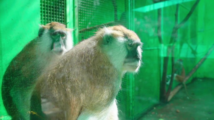 北京野生动物园猴子实拍 猴园