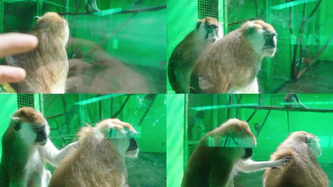 北京野生动物园猴子实拍 猴园