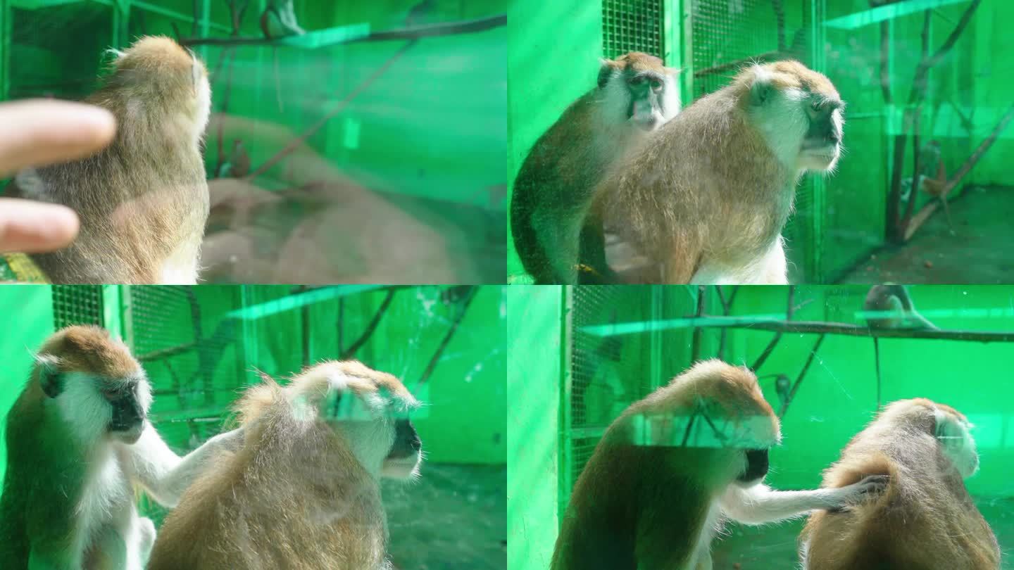 北京野生动物园猴子实拍 猴园