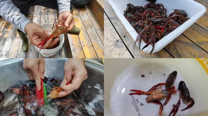 小龙虾 处理虾 洗虾
