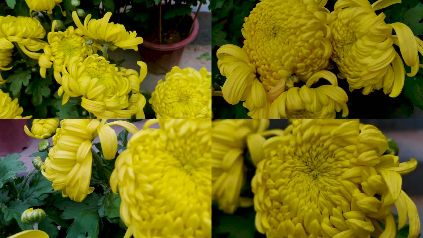 花卉市场的鲜花黄菊花