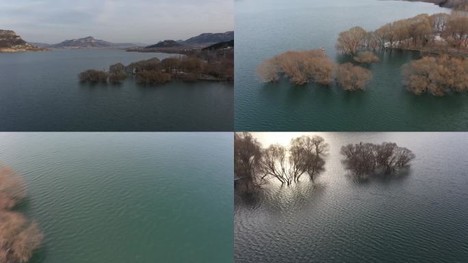 秋冬季节水中的红柳航拍4K视频