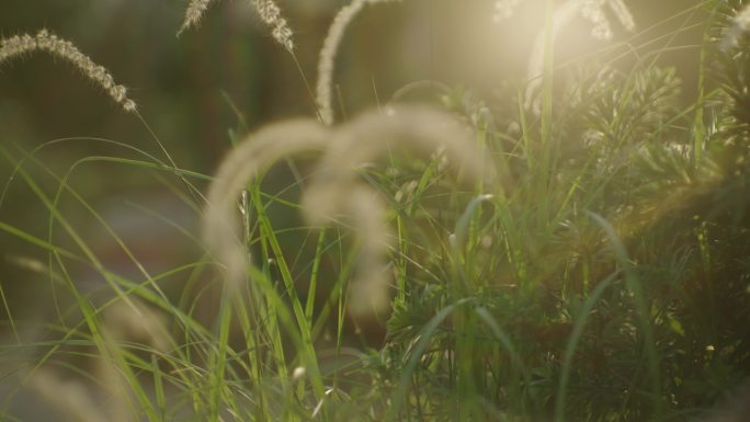 太阳 眩光 稻草