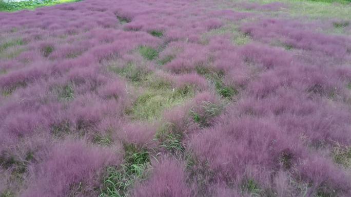 航拍粉黛乱子草花海网红景点