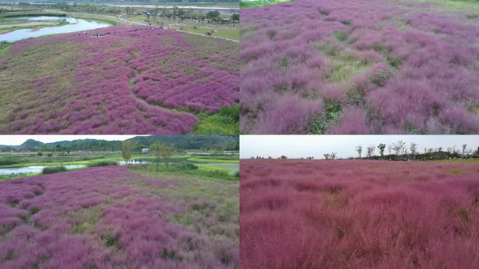 航拍粉黛乱子草花海网红景点