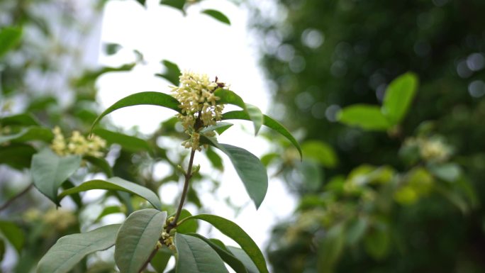 广东天河桂花风吹树叶