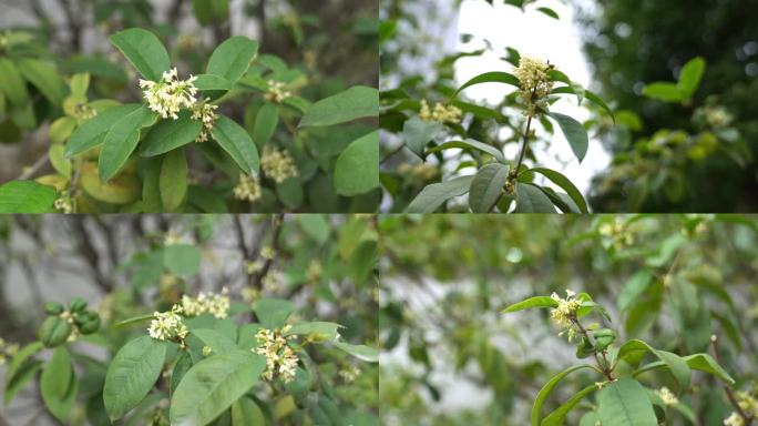 广东天河桂花风吹树叶