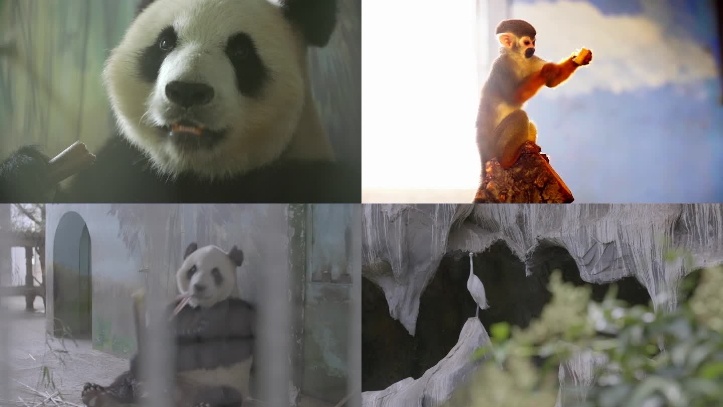 动物园 大熊猫 老虎济南市动物园实拍