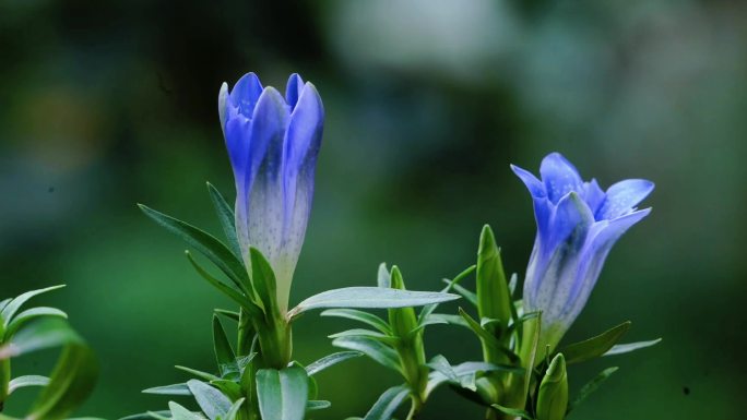 高山植物龙胆花开花延时摄影