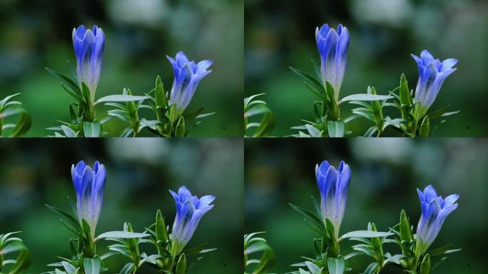 高山植物龙胆花开花延时摄影