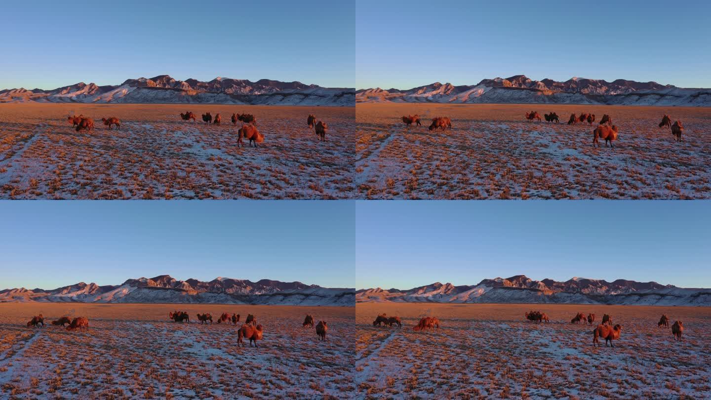 冬季贺兰山自然景色 天然草原畜牧业 骆驼