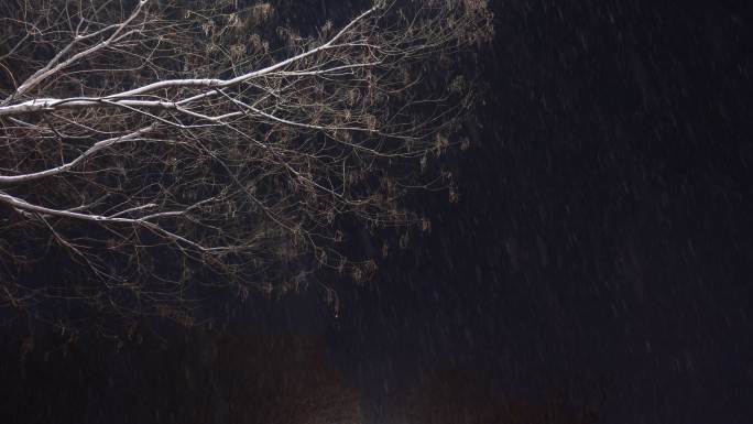 树上飘落雪花 大雪纷飞的夜晚