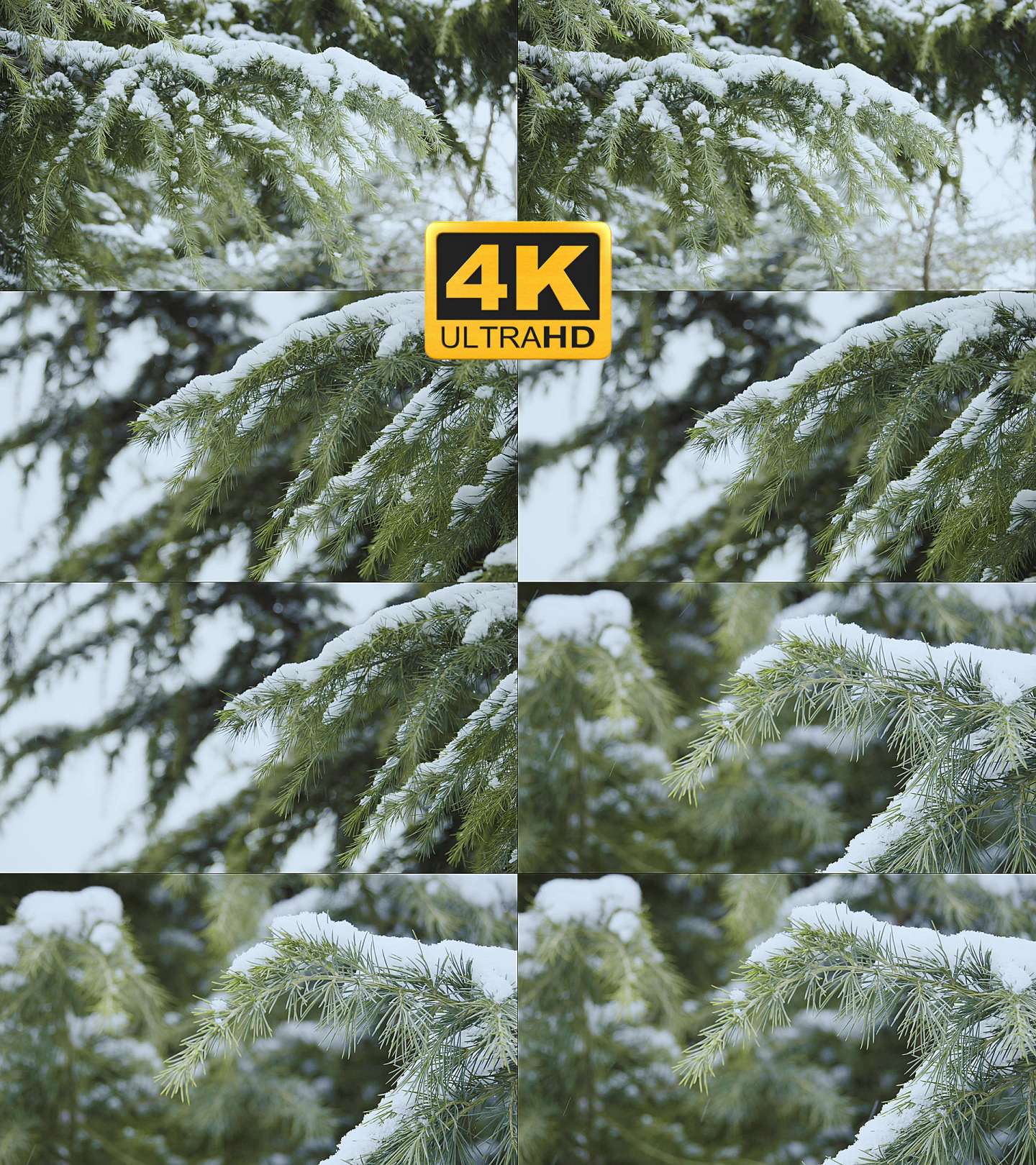 原创4k风雪冬天松树下雪雪景绿色森林