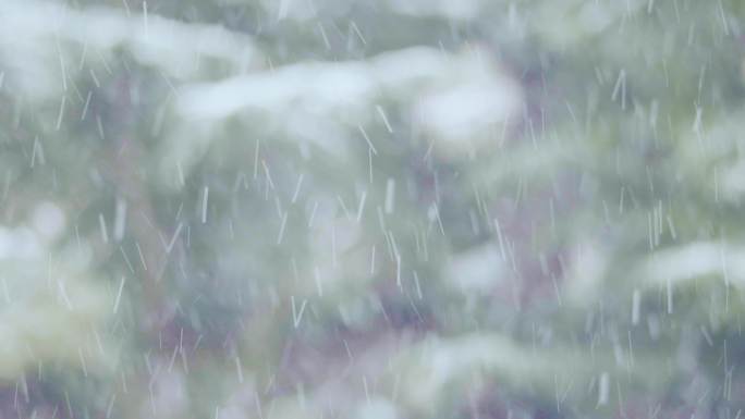 原创4k风雪冬天松树下雪雪景绿色森林