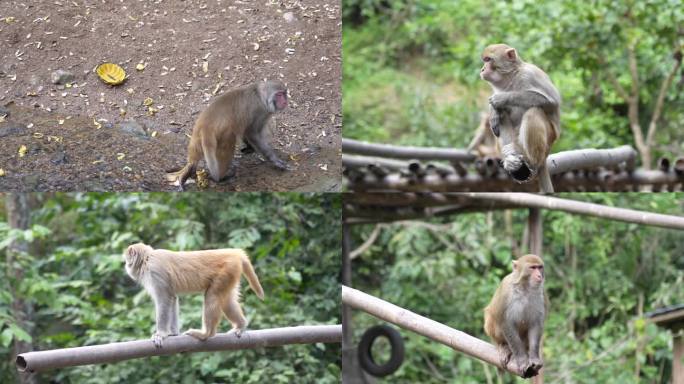 野生动物园猴子