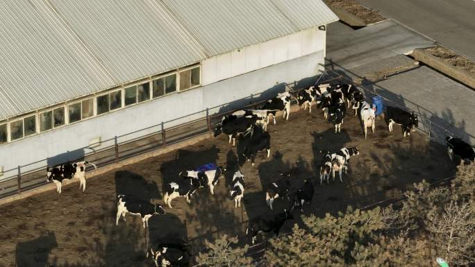 现代化奶牛养殖场航拍