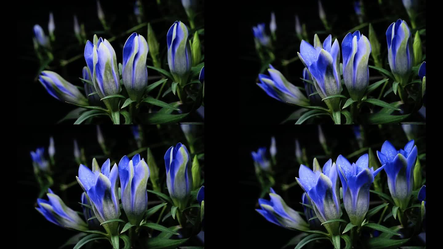 高山植物龙胆花开花延时摄影