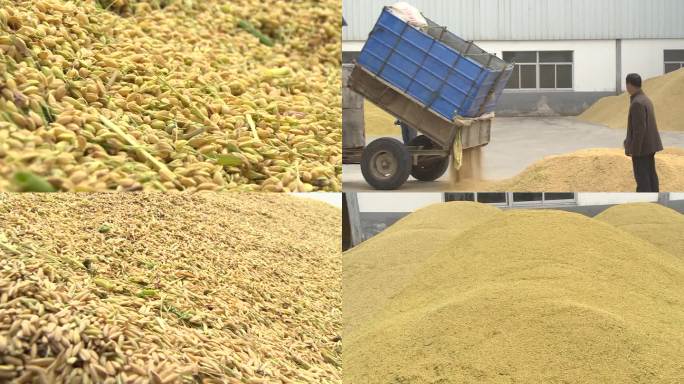 小麦 堆 收割小麦 丰收
