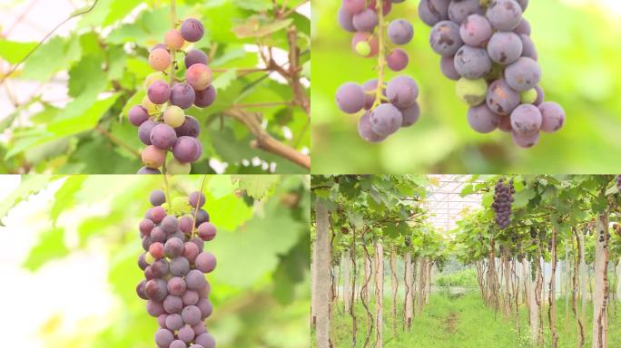 葡萄 种植 葡萄架