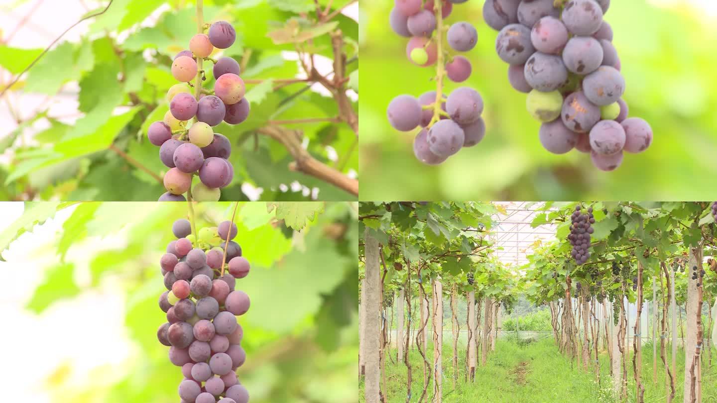 葡萄 种植 葡萄架