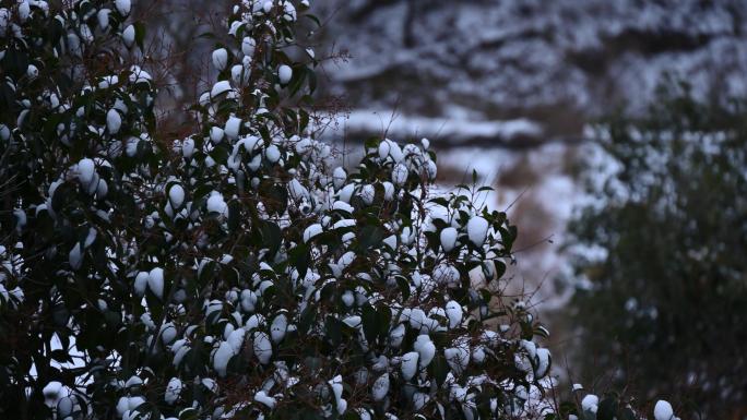 南方乡村下雪