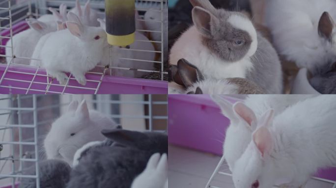 4K原创实拍可爱的兔子