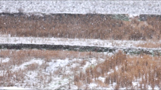 下雪雪花飞舞