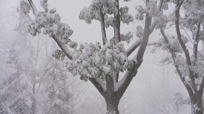 冬日雪地雪景美景
