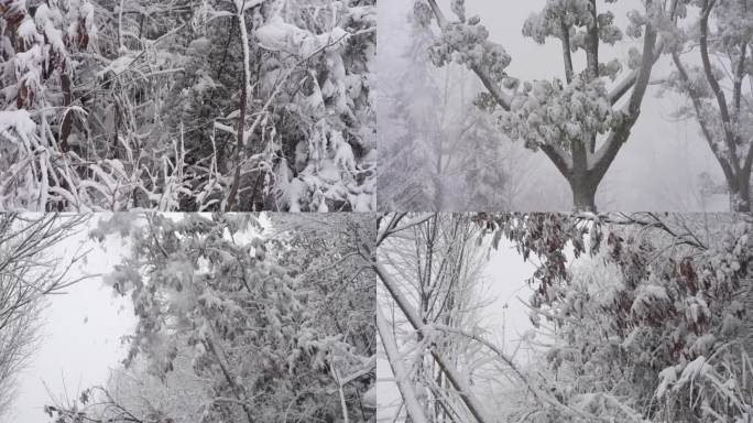 冬日雪地雪景美景