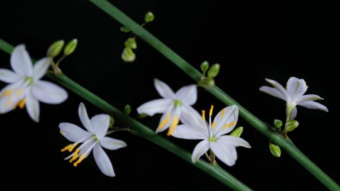 兰花 吊兰 开花 延时 摄影