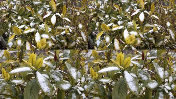 冬雪中的栀子花树