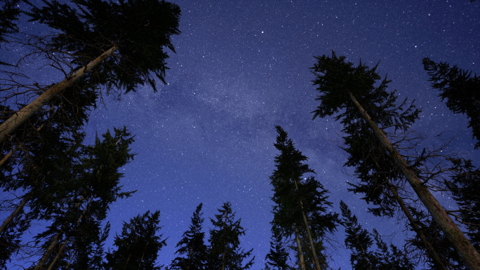 森林星空夜景