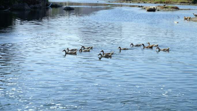 小桥流水人家河里一群鸭水鸭自自由自在的游