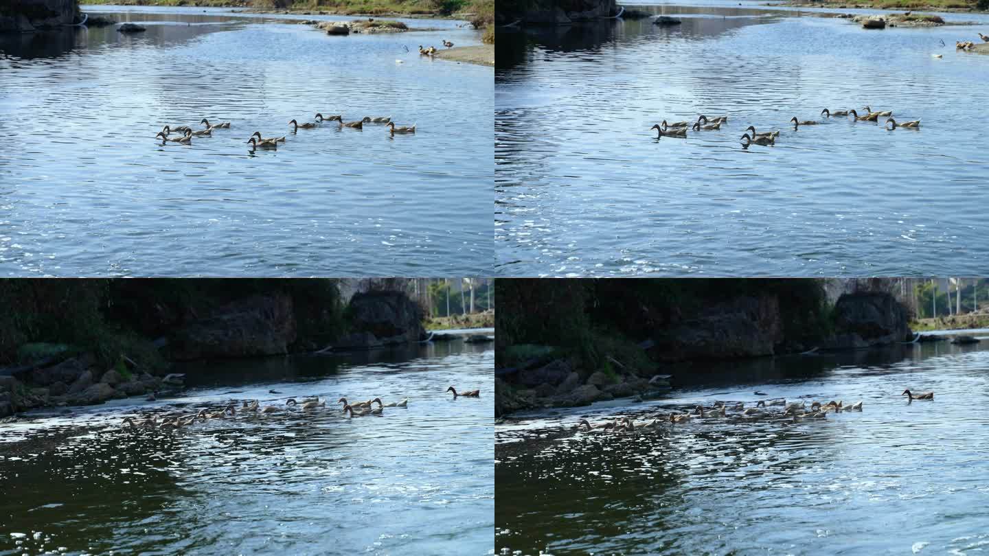 小桥流水人家河里一群鸭水鸭自自由自在的游