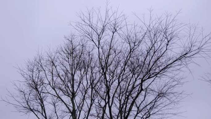 广州天河冬天枯树树枝