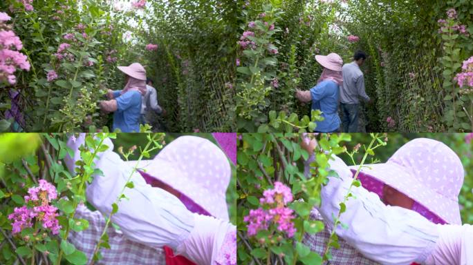 鲜花 丁香花 花田 花海 五彩缤纷 航拍