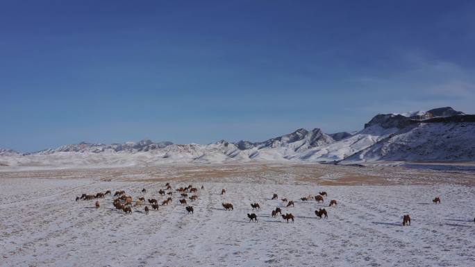 贺兰山冬季景色 骆驼 雪地 自然景色