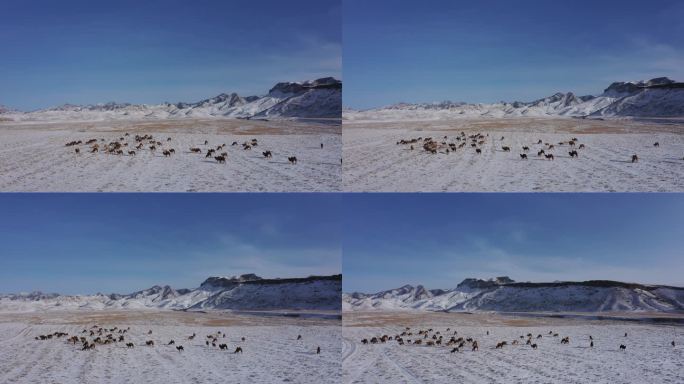 贺兰山冬季景色 骆驼 雪地 自然景色