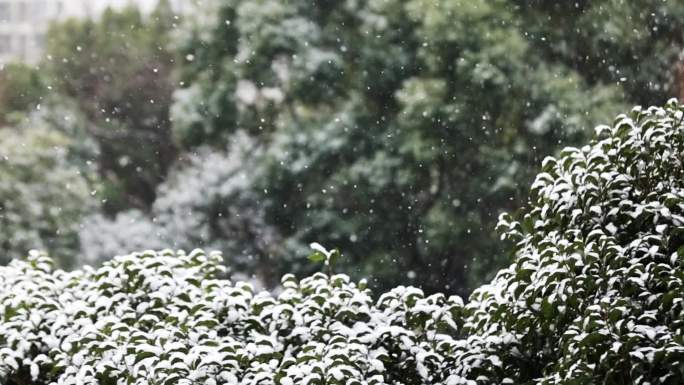 漫天飞雪，雪花在空中飞舞，飘落在树叶上