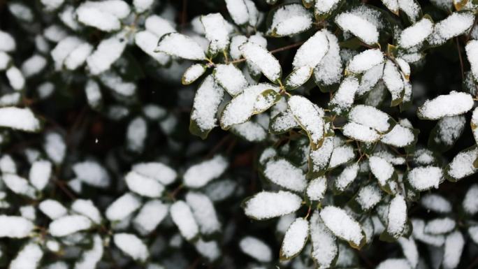 小雪花在空中飞舞，飘落在树叶上