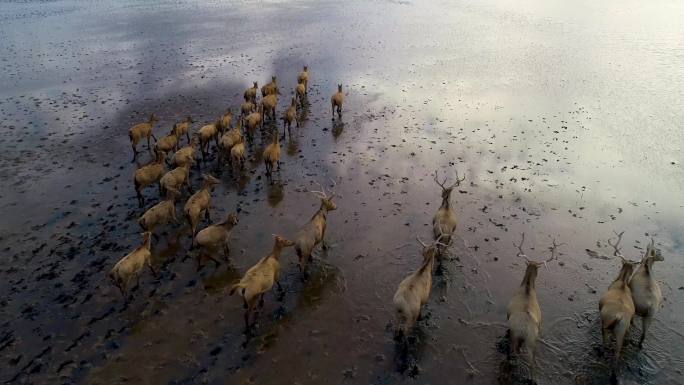 江苏盐城大丰麋鹿国家级自然保护区