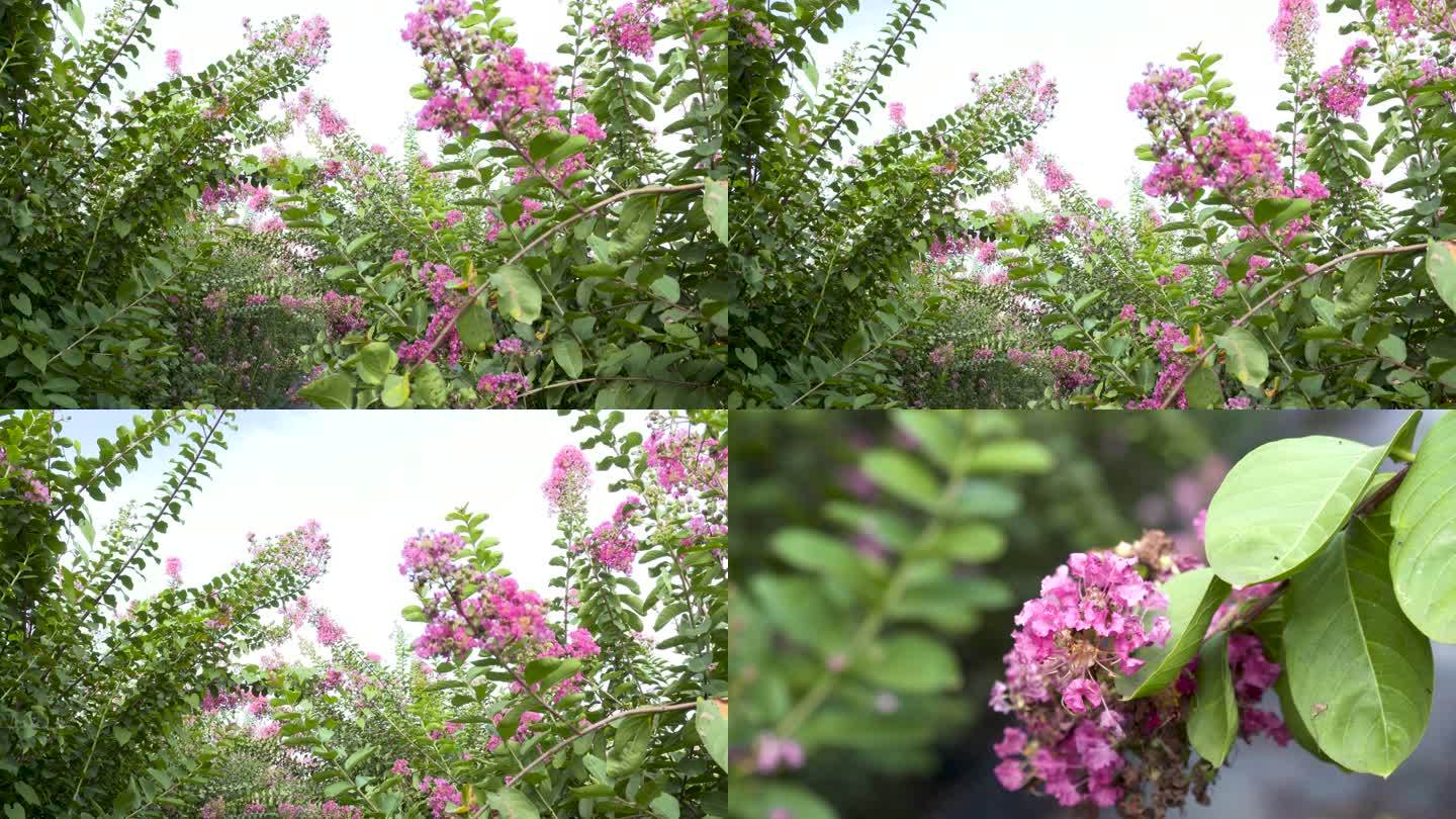 鲜花 丁香花 花田 花海 五彩缤纷 航拍