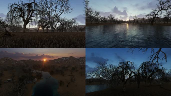4K夕阳下枯萎的树林视频素材