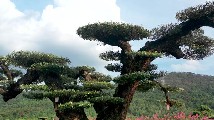 鲜花 丁香花 花田 花海 五彩缤纷 航拍