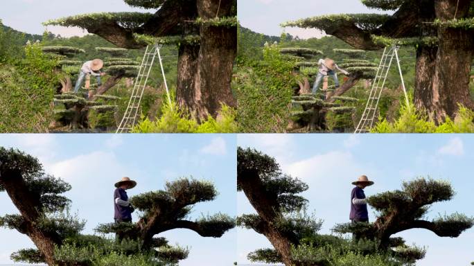 鲜花 丁香花 花田 花海 五彩缤纷 航拍