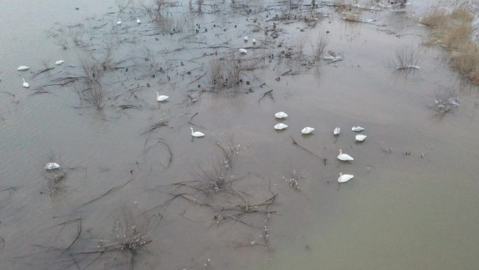 黄河湿地越冬的天鹅群
