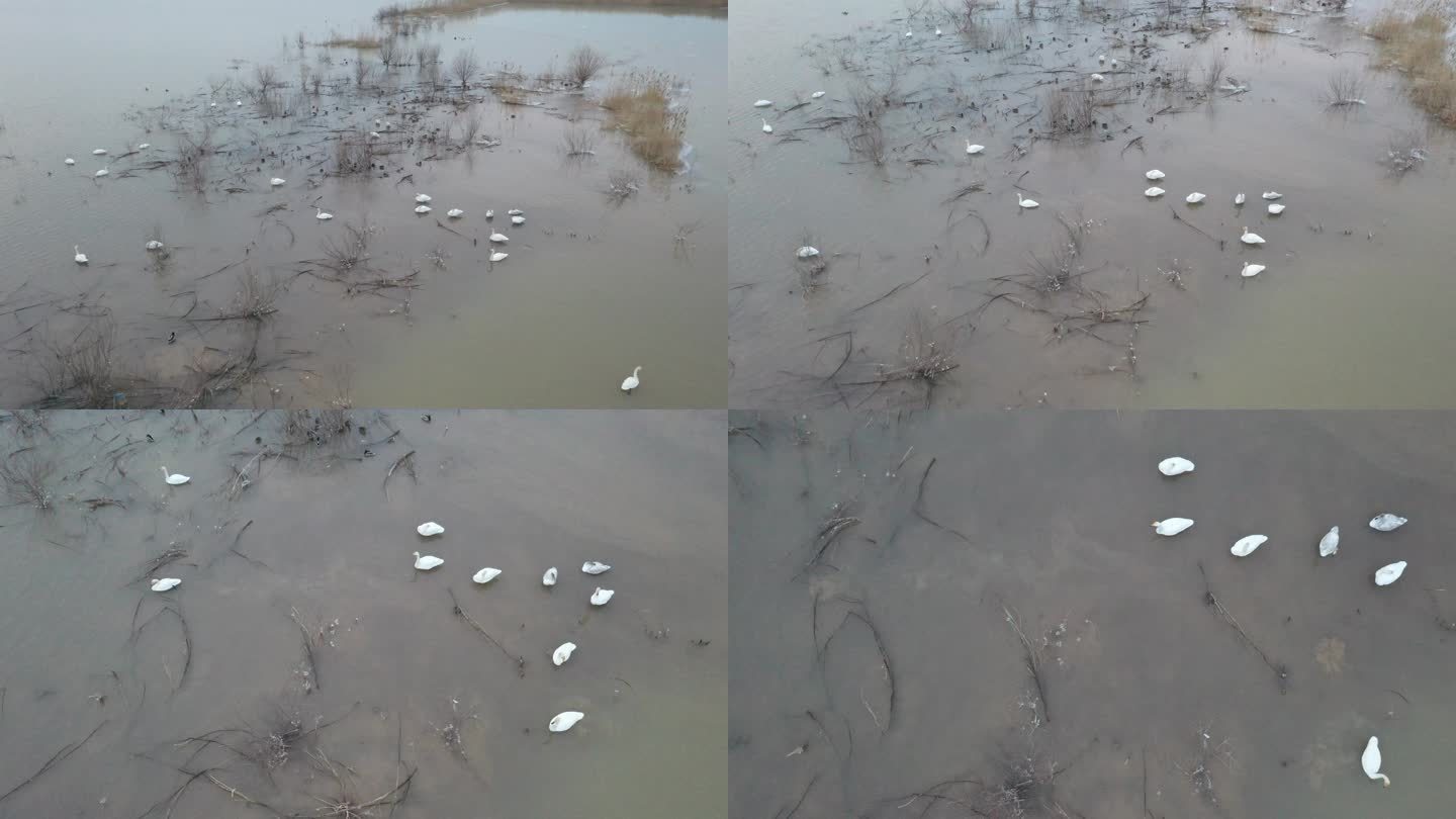 黄河湿地越冬的天鹅群